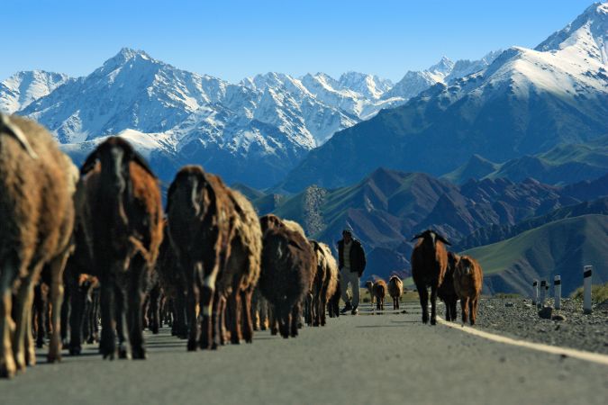 Schafherde in Kirgistan © Diamir