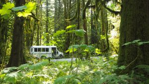 Mit dem Minibus in den Urwäldern Vancouver Islands