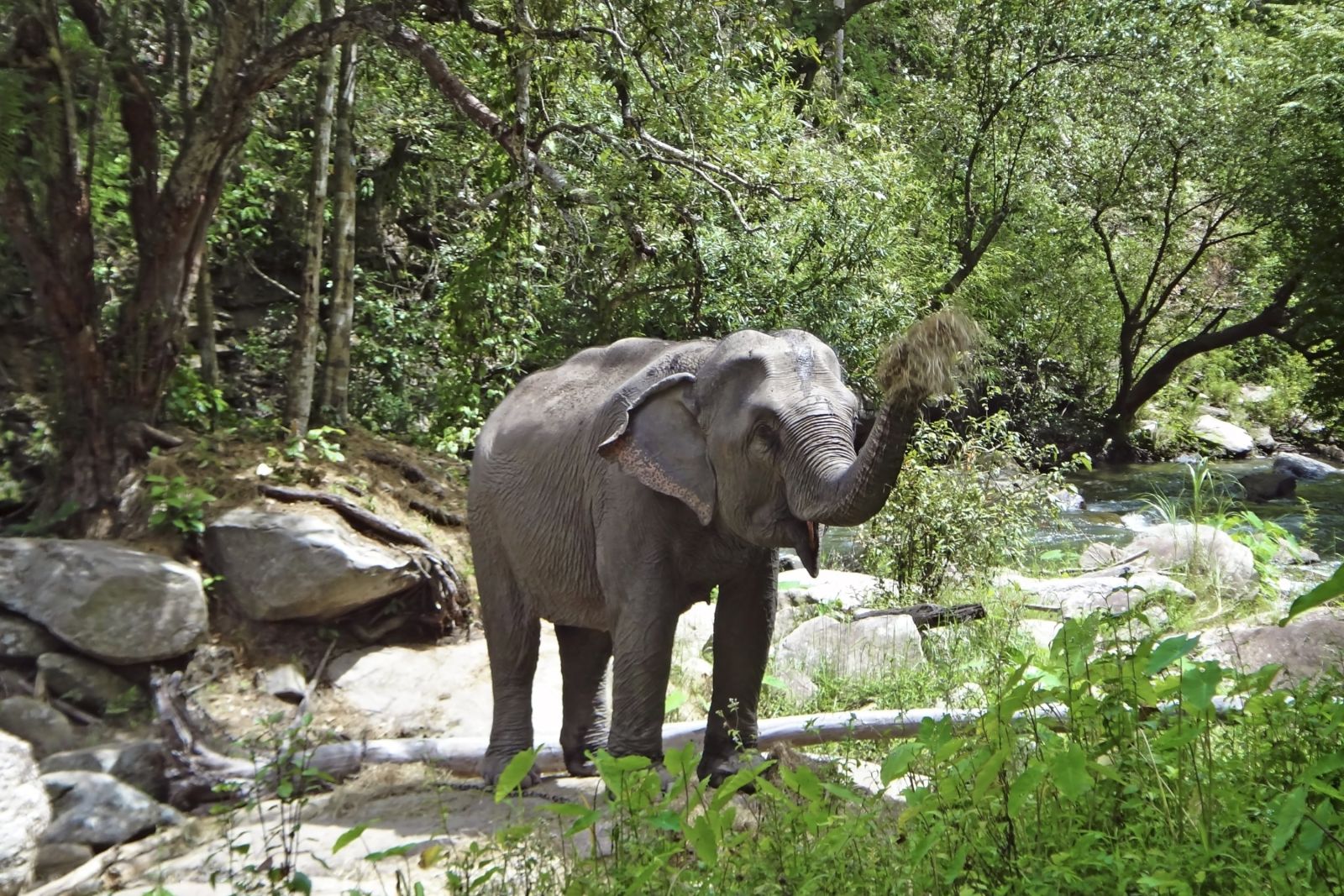 Elefant im Norden von Thailand