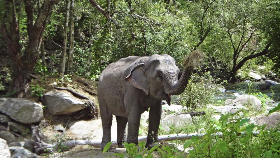 Elefant im Norden von Thailand