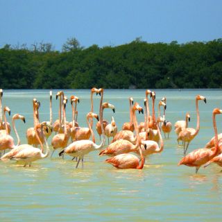 Filigrane Flamingos in Celestun