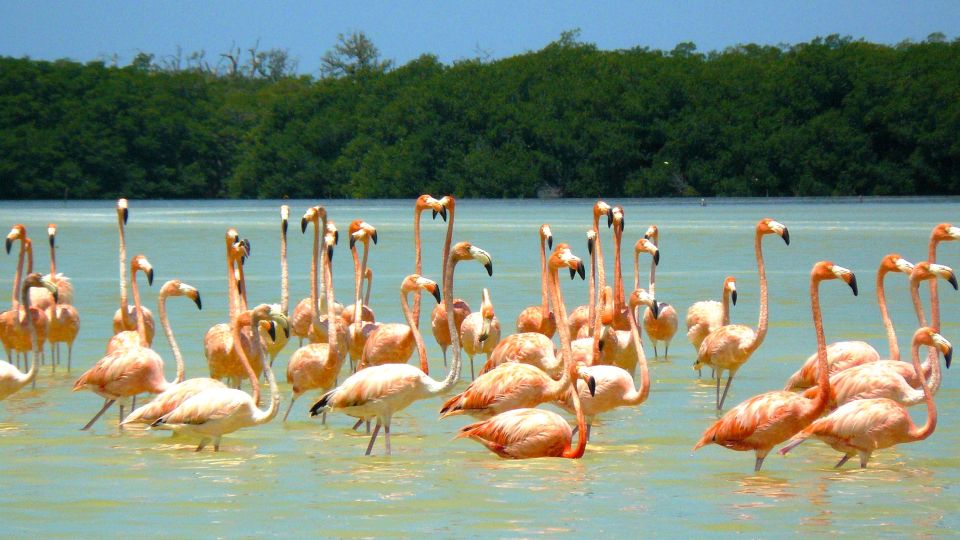 Filigrane Flamingos in Celestun