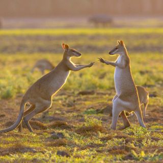 Känguruboxen in den Australischen Outbacks