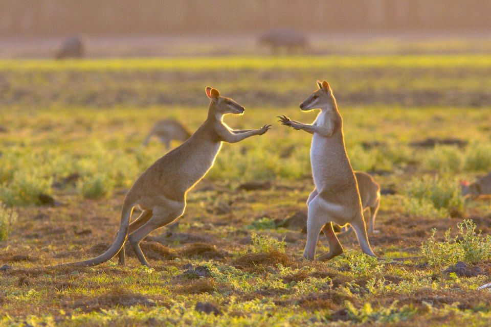 Känguruboxen in den Australischen Outbacks