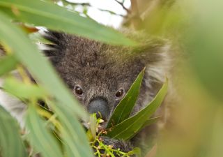 Koala in der Wildniss