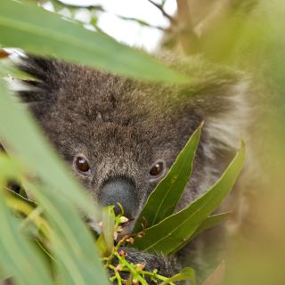 Koala in der Wildniss