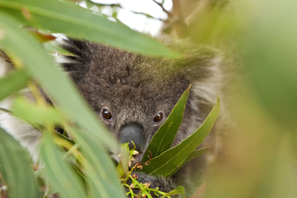 Koala in der Wildnis