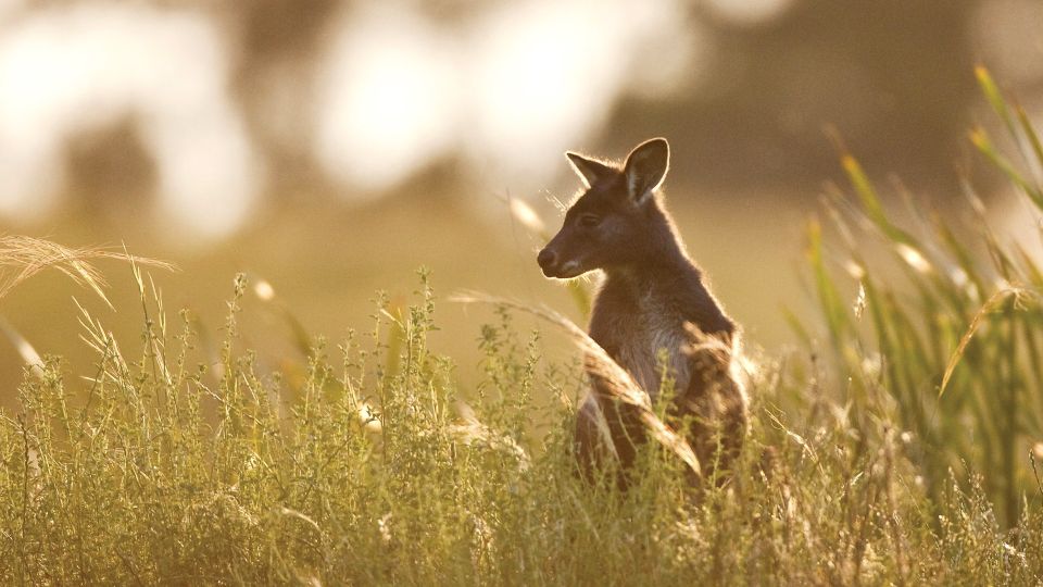 Känguru im Wolgan Valley