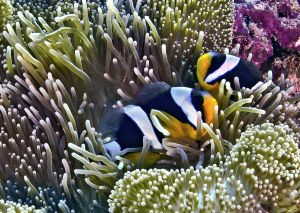 Unterwasserwelt von Raja Ampat