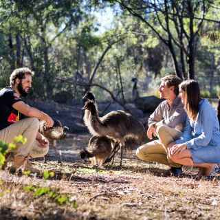 Emus im Australischen Busch