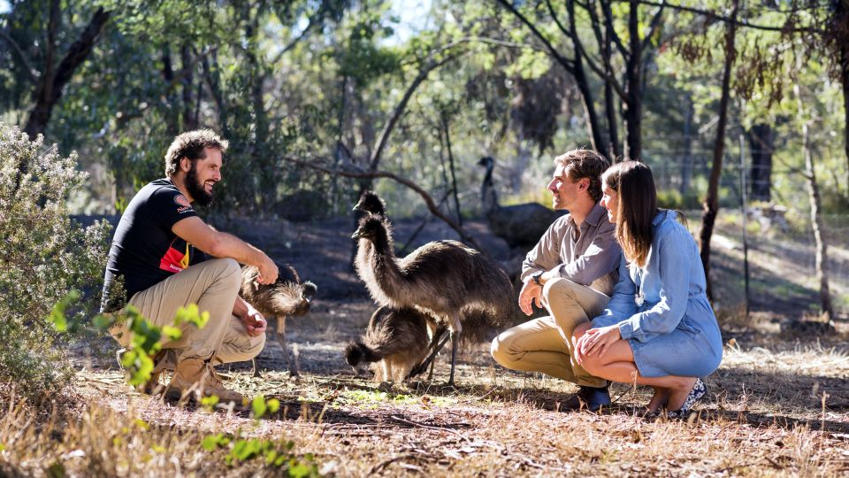 Emus im Australischen Busch