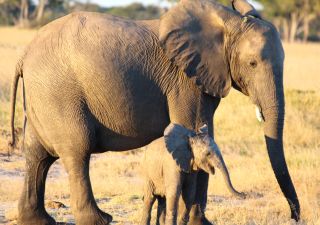 Elefantenmutter mit Kind im Hwange-Nationalpark