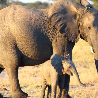 Elefantenmutter mit Kind im Hwange-Nationalpark