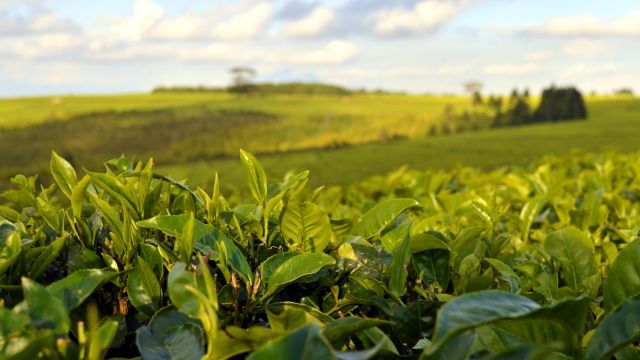 Teeplantage in Südmalawi