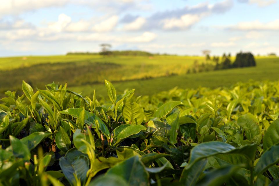 Teeplantage in Südmalawi