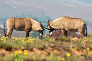Roan-Antilope im Nyika Nationalpark