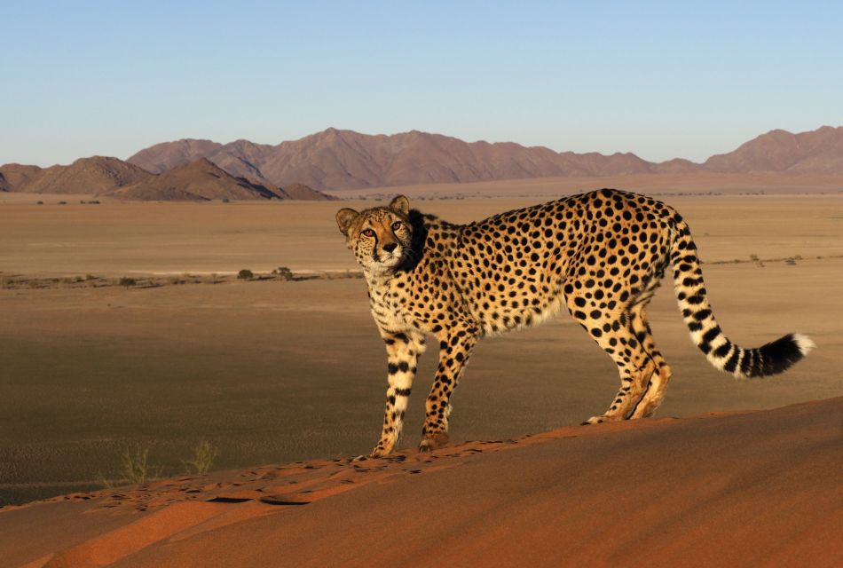 Gepard in der Wüste