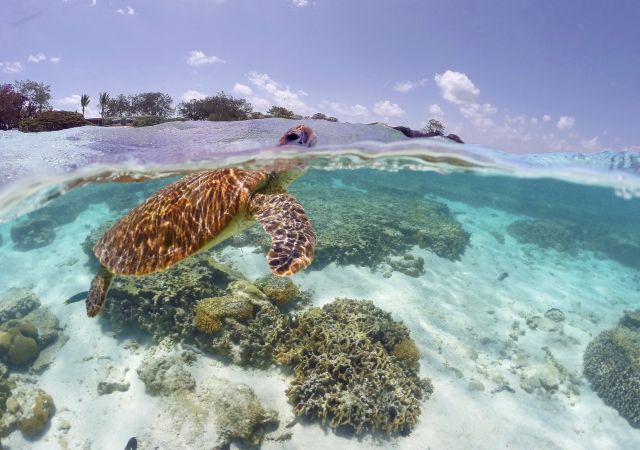 Schwimmen mit Schildkröten am Great Barrier Reef