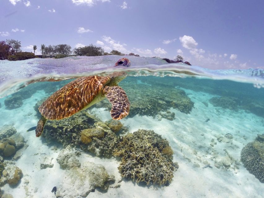 Schildkröte im Great Barrier Reef
