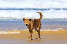 Hund am Strand in Queensland