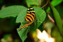 Costa Rica – Schmetterling