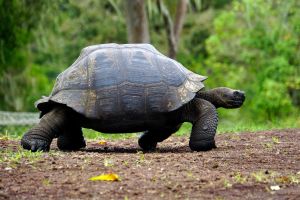 Riesenschildkröte auf den Galapagosinseln
