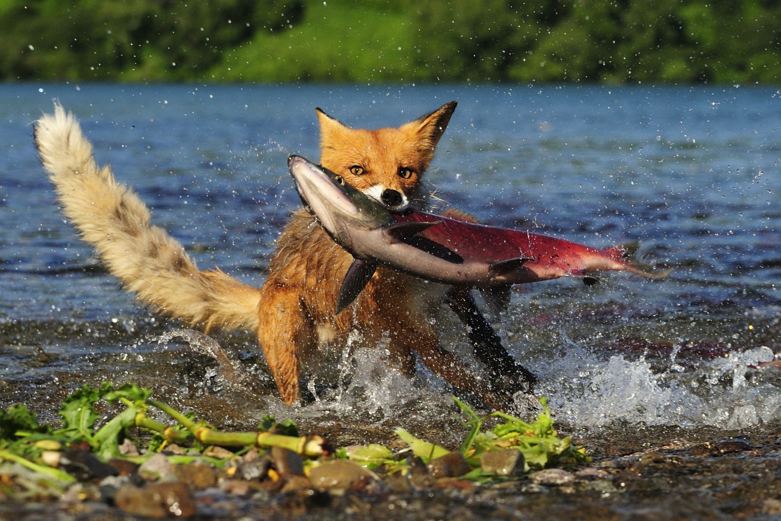 Diebischer Fuchs mit Lachs am Kurilensee