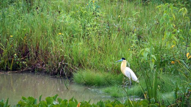 Majestätischer Kappenreiher im Pantanal