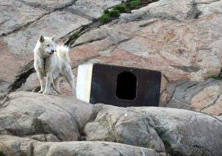Schlittenhunde sieht man im Norden Grönlands überall