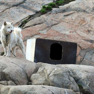 Schlittenhunde sieht man im Norden Grönlands überall