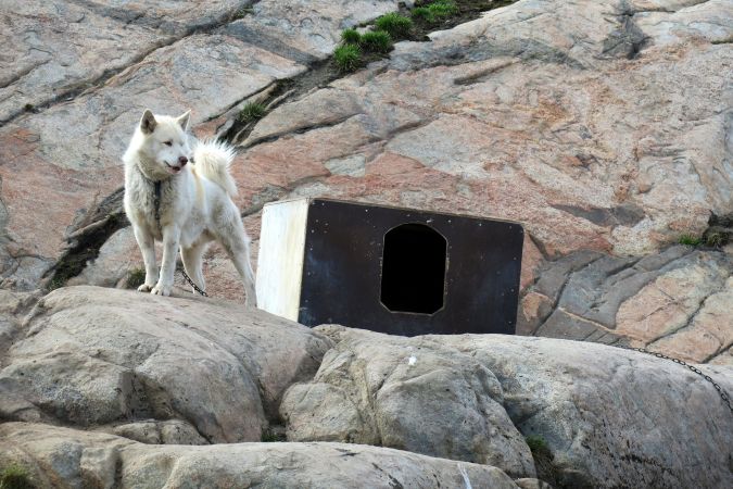 Schlittenhunde sieht man im Norden Grönlands überall © Diamir