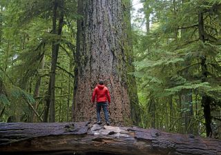 Wanderer bewundert Riesenbäume, Cathedral Grove, Vancouver Island