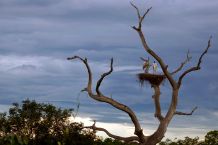 Jabiru-Störche im Nest