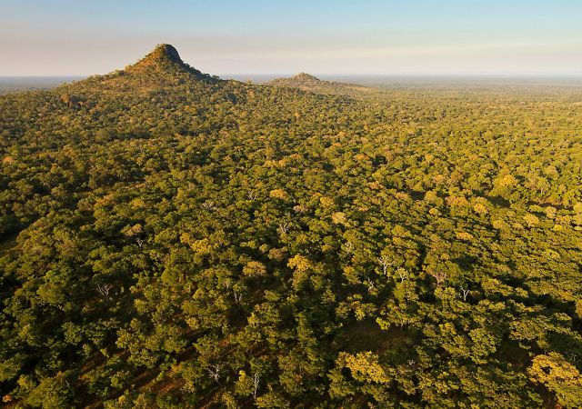 Waldsavanne im Gorongosa-Nationalpark