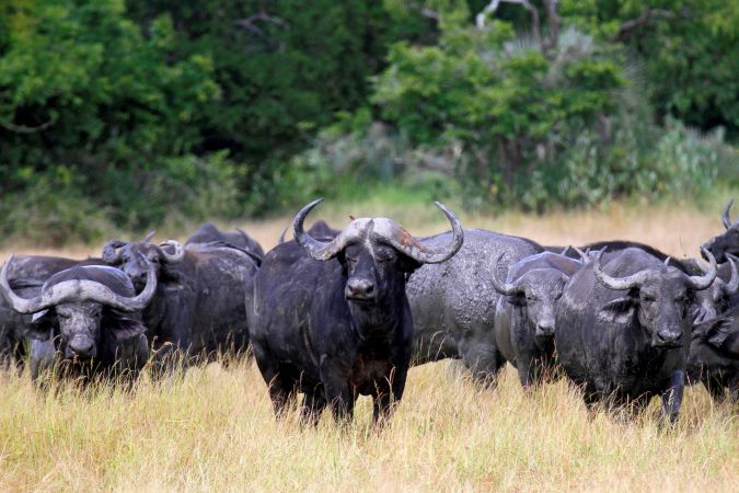 Afrikanische Büffel im Gorongosa-Nationalpark © Diamir