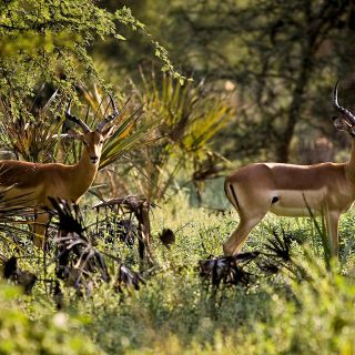 Impalas im Gorongosa-Nationalpark