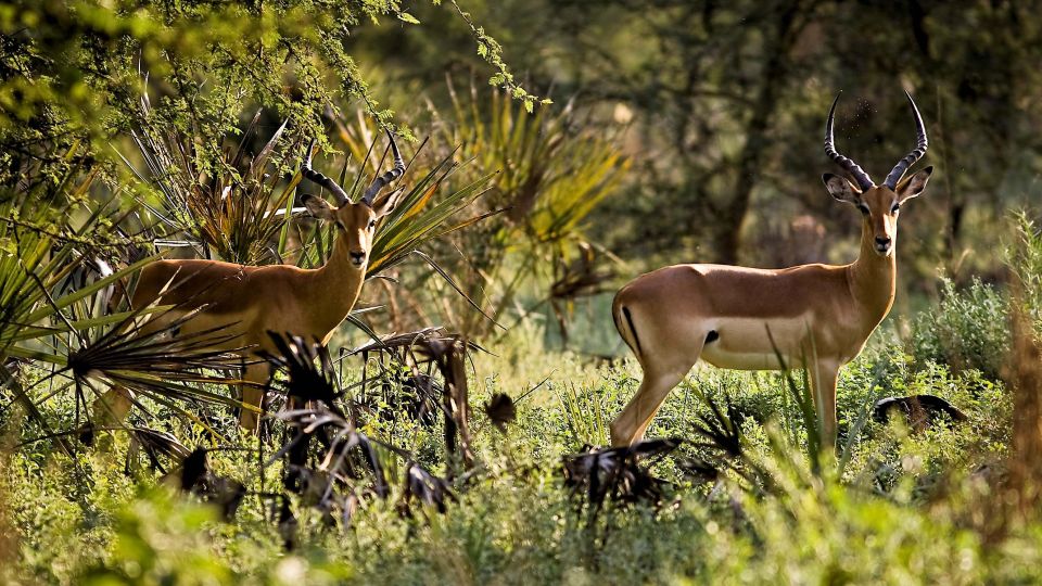 Impalas im Gorongosa-Nationalpark