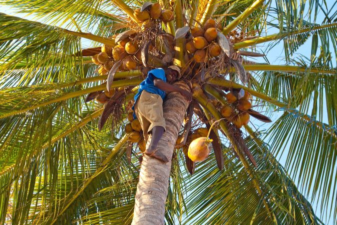 Frische Kokosnüsse, Quirimbas Dhau Safari © Diamir