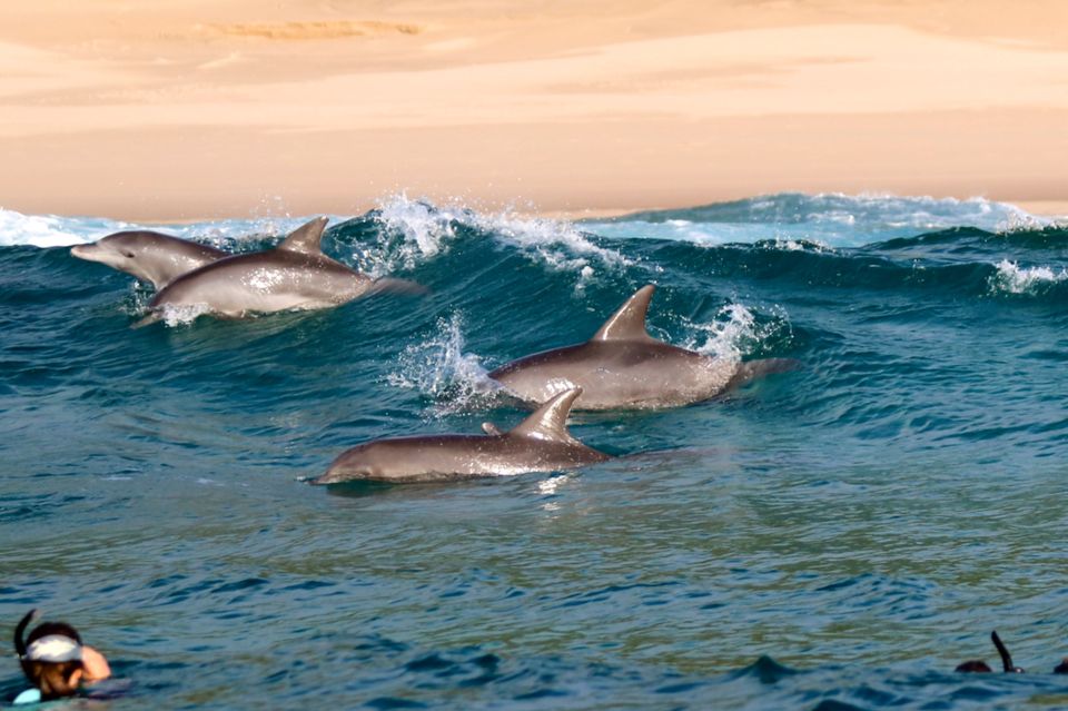 Schnorcheln mit Delfinen vor Ponta do Ouro, Dolphin Encountours
