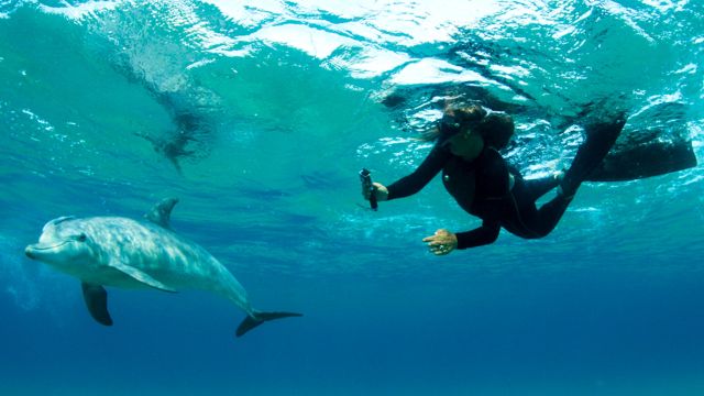 Schnorcheln mit Delfinen vor Ponta do Ouro, Dolphin Encountours.