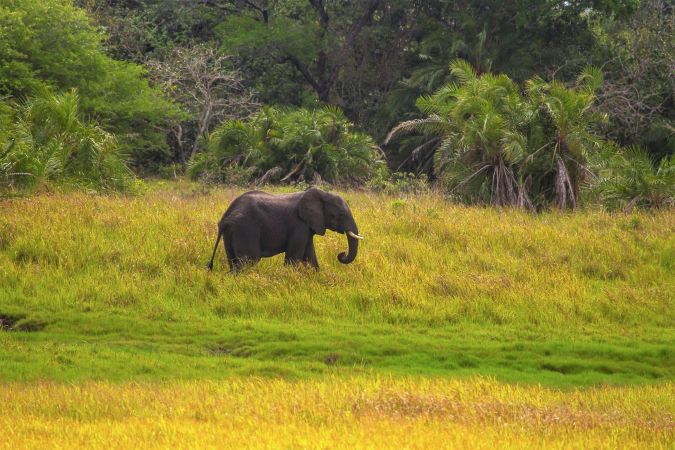 Elefant im Maputo Special Reserve, White Pearl Resort © Diamir
