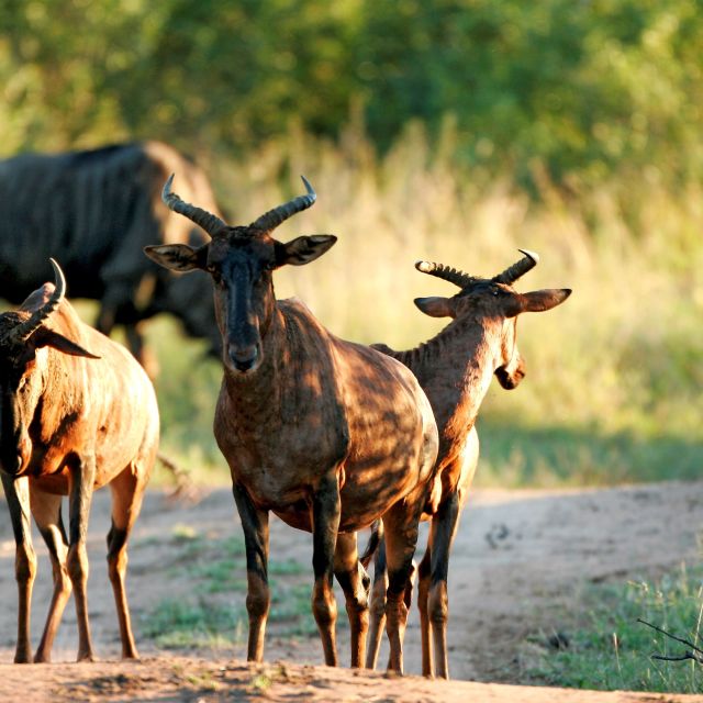 Tsessebe-Antilopen im Mkhaya Game Reserve
