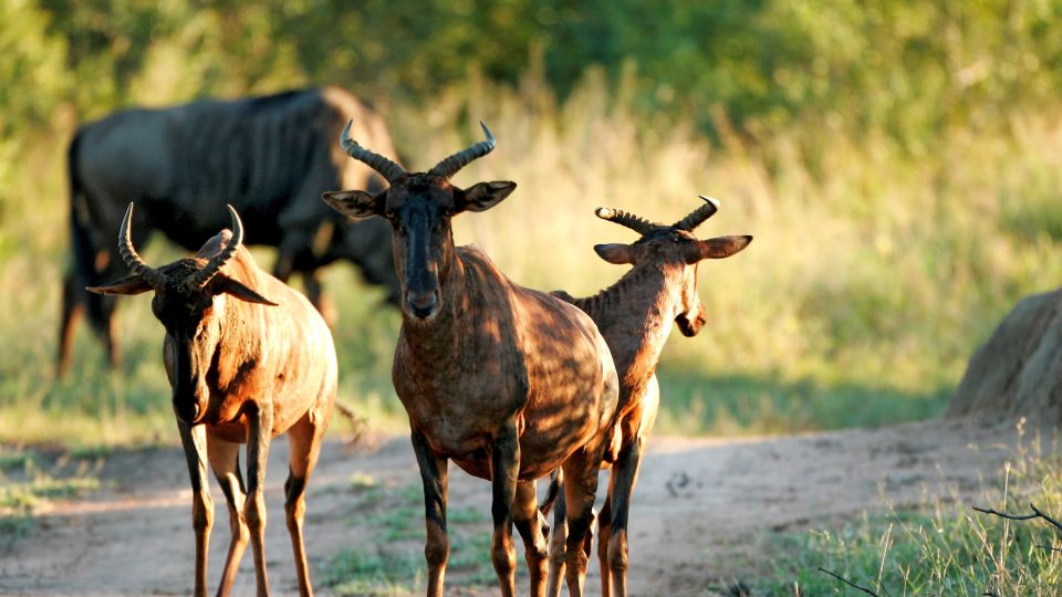 Tsessebe-Antilopen im Mkhaya Game Reserve