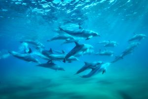 Delfine im Ponta do Ouro Partial Marine Reserve