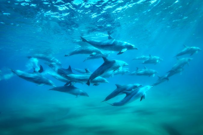 Delfine im Ponta do Ouro Partial Marine Reserve, White Pearl Resort © Diamir