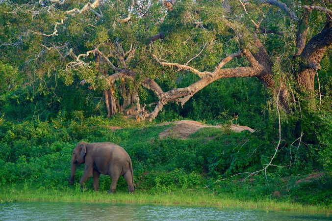 Elefant in Sri Lanka © Diamir