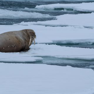 Walrosse ruhen gern auf Eisschollen