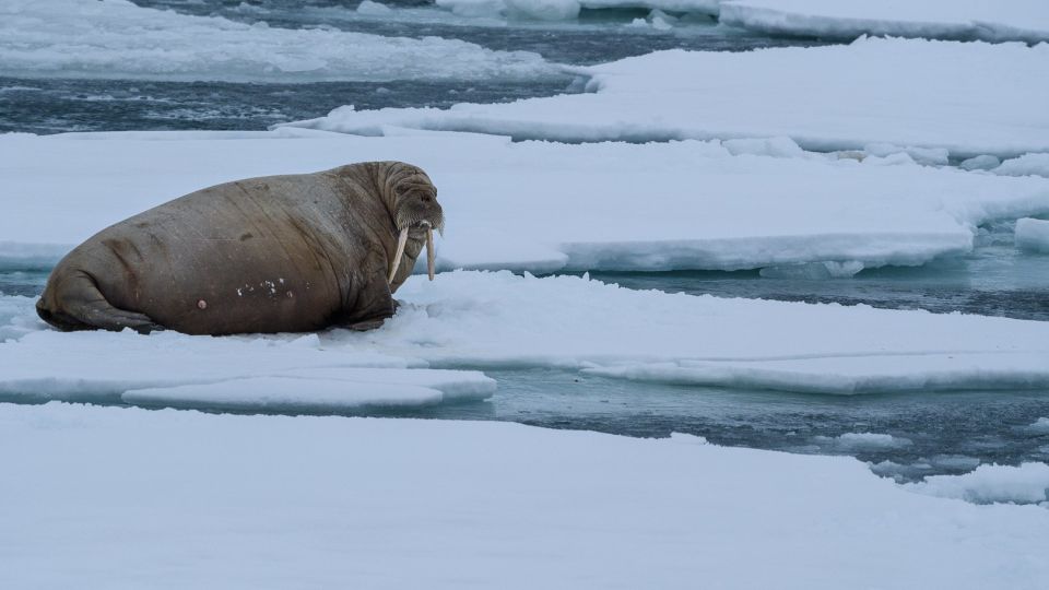 Walrosse ruhen gern auf Eisschollen