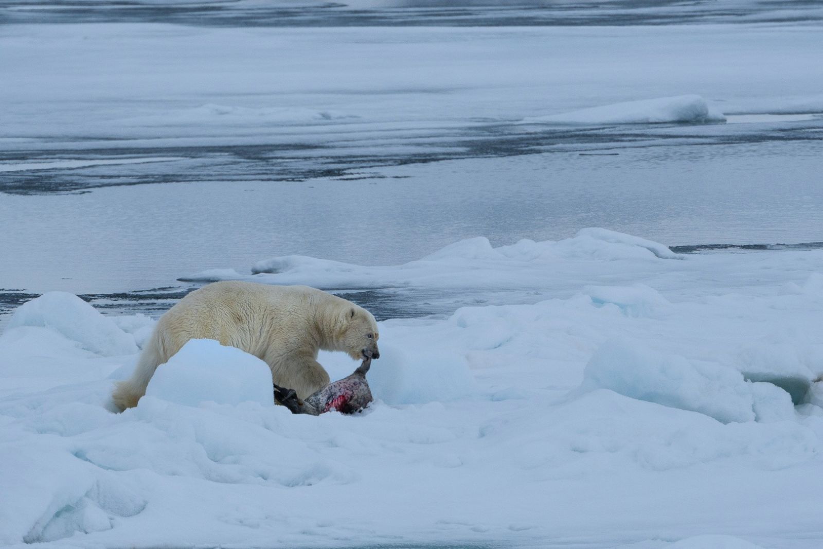 Seltenes Glück: Eisbär mit frischem Fang