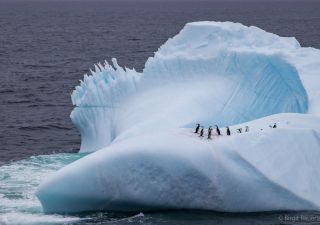 Zügelpinguine auf einem Eisberg